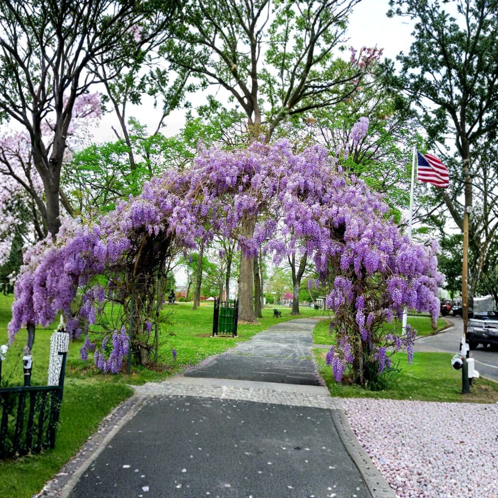 Amethyst Falls Wisteria Vine – Wisteria frutescens Live Starter Plant (5L) | 1 Live Plant | Purple Flowering Vine | Trellis & Pergola Friendly | Easy to Grow