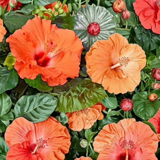 Madagascar Hibiscus Live Starter Plant | Hibiscus moscheutos | 3–5 Inch Rooted Plant | Mallow Malvaceae | Large Flowering Garden Plant