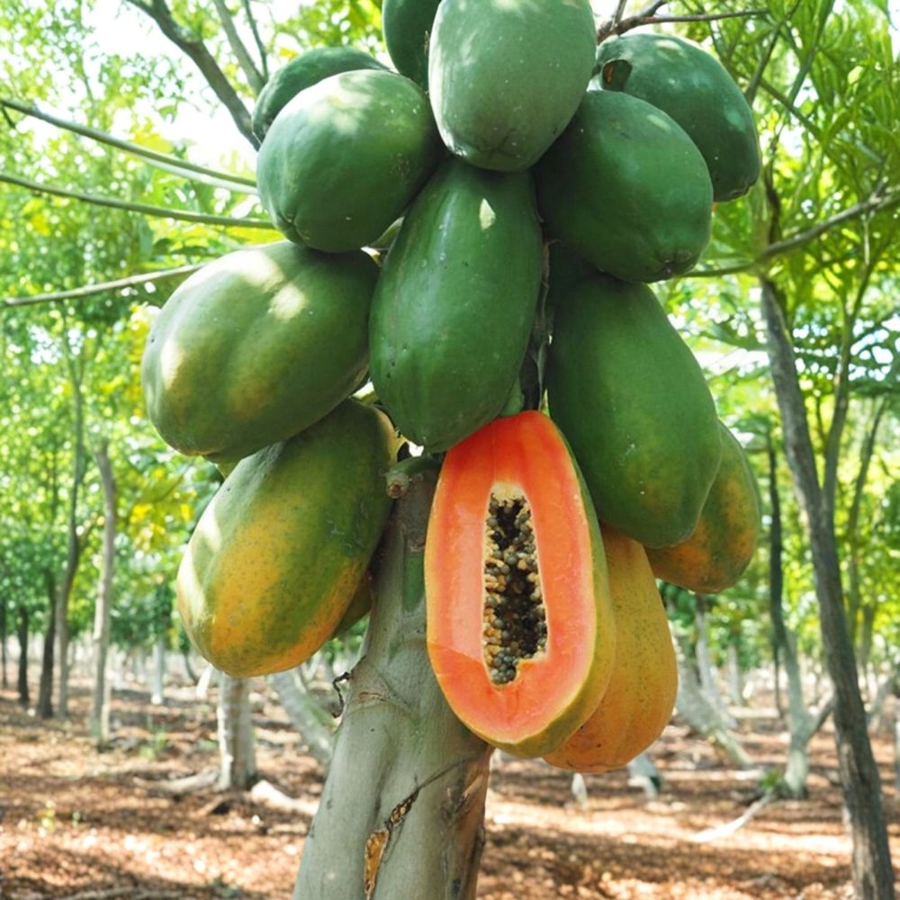 Papaya Live Plant | Tropical Fruit Tree | 5–10 Inches Tall | 4 Inch Pot | Fast Growing | Easy to Grow