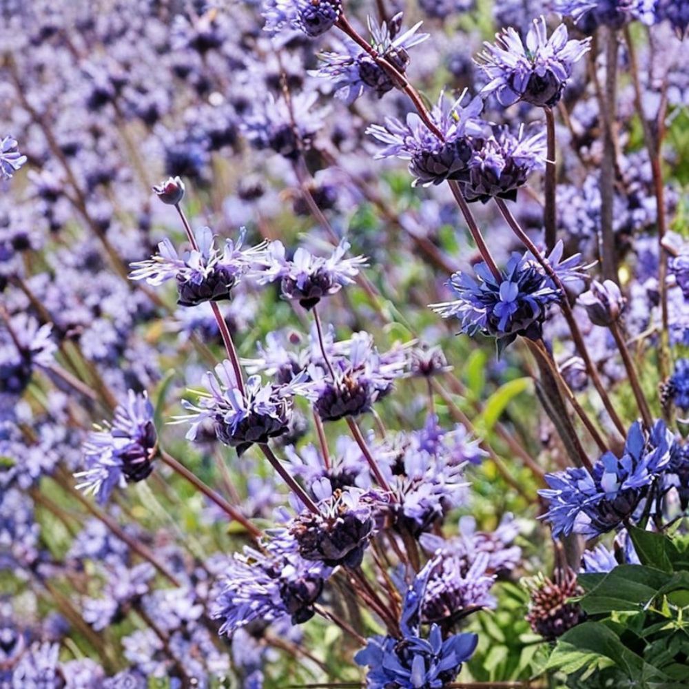 Cleveland Sage – Salvia clevelandii Live Cuttings | 7 Cuttings 6 Inches | Blue Purple Flowering Sage | Drought Tolerant | Easy to Propagate