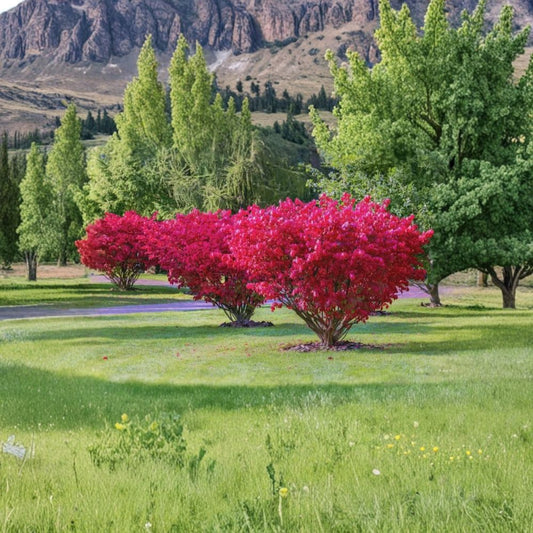 Burning Bush Shrub – Kochia trichophylla Live Bare Root Plant | Approximately 1 Foot Tall | Organic Ready to Plant | Easy to Grow
