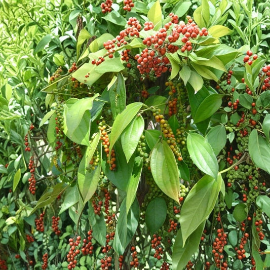 Black Pepper Plant – Piper nigrum Live Starter | Well-Rooted Potted Plant | Grow Your Own Black Pepper | Tropical Pepper Vine | Container Friendly | Zones 10–11
