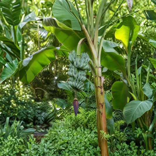 Blue Java Banana – Musa 'Ice Cream' Live Plant | Rooted Starter | Cold Hardy Tropical Fruit Tree | Full Sun
