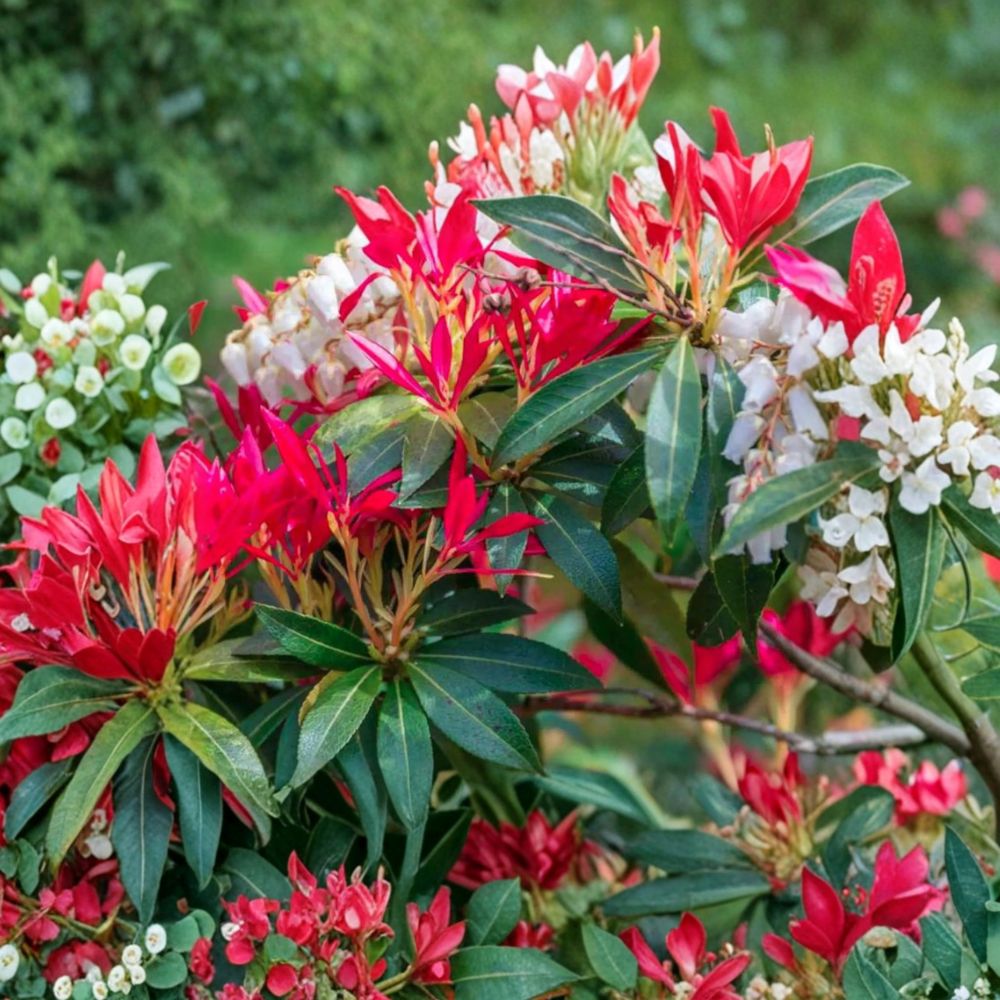 Pieris japonica ‘Mountain Fire’ Live Evergreen Shrub | Red New Growth & White Blooms | Hardy Shade Plant | #1 Container Grown