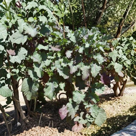 Purple Tree Collard – Brassica oleracea Live Cutting | 6–8 Inches | Perennial Kale Starter | Edible Garden Plant | Easy to Propagate