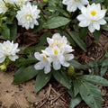 Chionoides Rhododendron – Live Evergreen Shrub | 12–15 Inches Wide Field Grown Plant | Includes Nursery Pot | Hardy to -10°F | White Spring Blooms