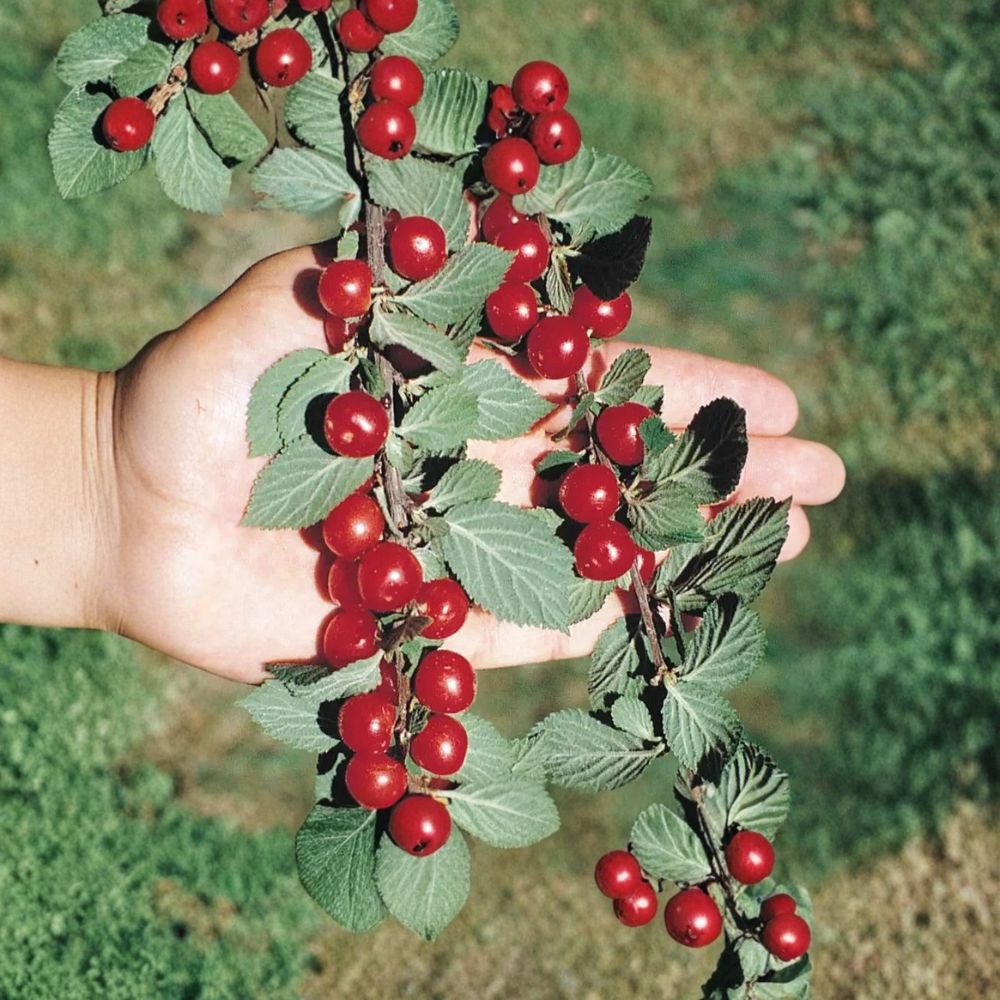 Nanking Bush Cherry – Prunus tomentosa Live Bare Root Plant | 8–12 Inches Tall | Edible Fruit Shrub | Cold Hardy | Easy to Grow