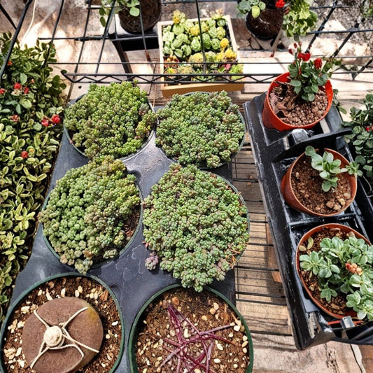 Succulent Sedum Minor Live Plant | 4 Inch | 1 Piece | Bare Root Succulent | Easy Care Ground Cover | Drought Tolerant Plant