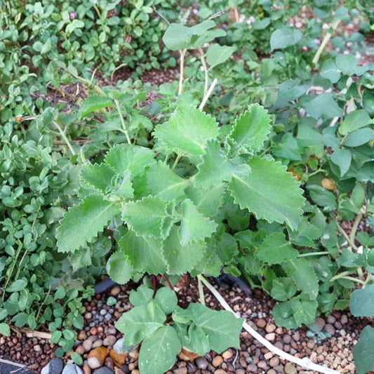 Cuban Oregano – 6 Live Herb Cuttings | Plectranthus amboinicus | 4+ Inch Unrooted Cuttings | Edible Aromatic Herb | Kitchen Garden Plant | Easy to Grow