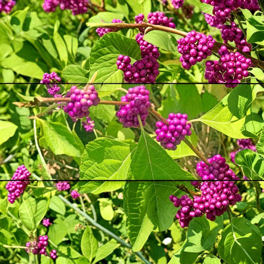 American Beautyberry – Callicarpa americana Live Plant | Fully Rooted in 1 Gallon Nursery Pot | Native Berry Shrub | Pollinator & Bird Friendly