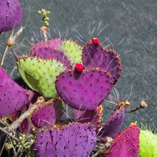 Live Purple Prickly Pear Cactus – Opuntia spp. Live Plant | 6–8 Inches Tall | Includes 4" Nursery Pot | Colorful Succulent | Easy to Grow