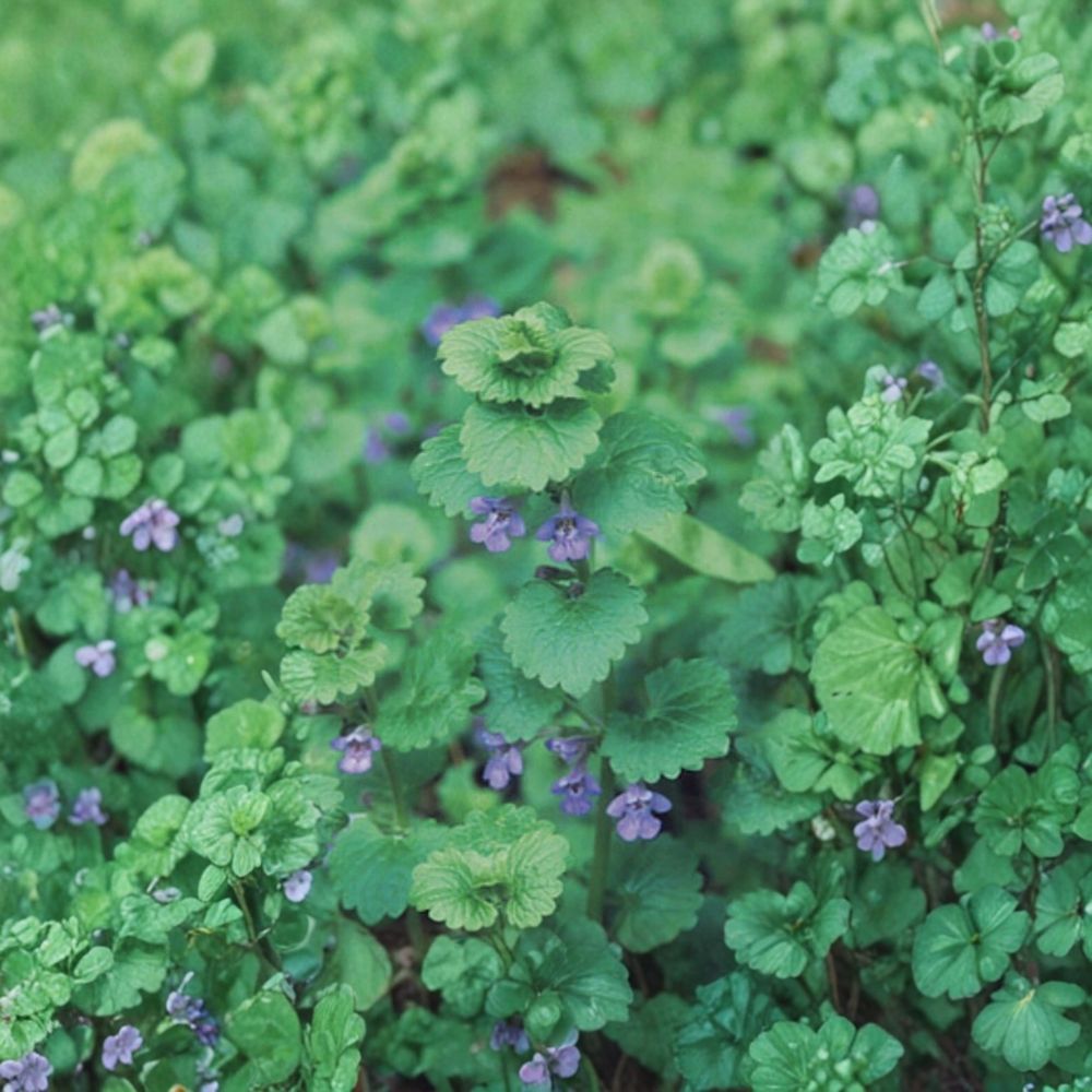 Creeping Charlie Live Vine Plant – Glechoma hederacea Live Rooted Plants | 10 Rooted Nodes | Evergreen Ground Cover | Fast Growing | Easy to Grow