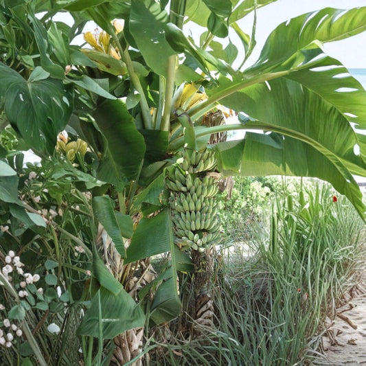 Dwarf Nam Wah Banana Plant | Musa Live Rooted Starter | Includes Nursery Pot | Tropical Fruit Plant | Easy to Grow