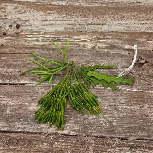 Rhipsalis Collection – 9 Live Unrooted Cuttings | 3 Varieties | 3 Each | Forest Cactus | Tropical Epiphytic Cactus | Hanging Basket Plant | Propagation Starter
