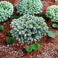 Abies koreana ‘Ice Breaker’ Live Dwarf Korean Fir | Silver Blue Evergreen Conifer | Rare Compact Landscape Plant | #1 Container Grown