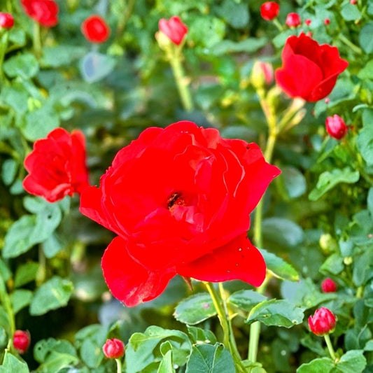 Rose Red Double Knock Out Rose Bush – Live Flowering Shrub | 1 Gallon Potted Plant | Red Double Blooms | Disease Resistant | Outdoor Garden Rose