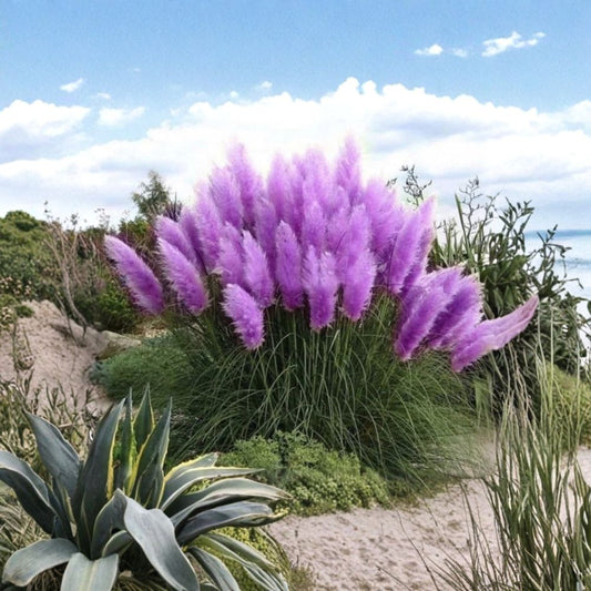 Purple Pampas Grass – Cortaderia selloana Live Plugs | Set of 3 Rooted Plugs | 3–5 Inches Tall | Ornamental Grass for Landscaping | Easy to Grow