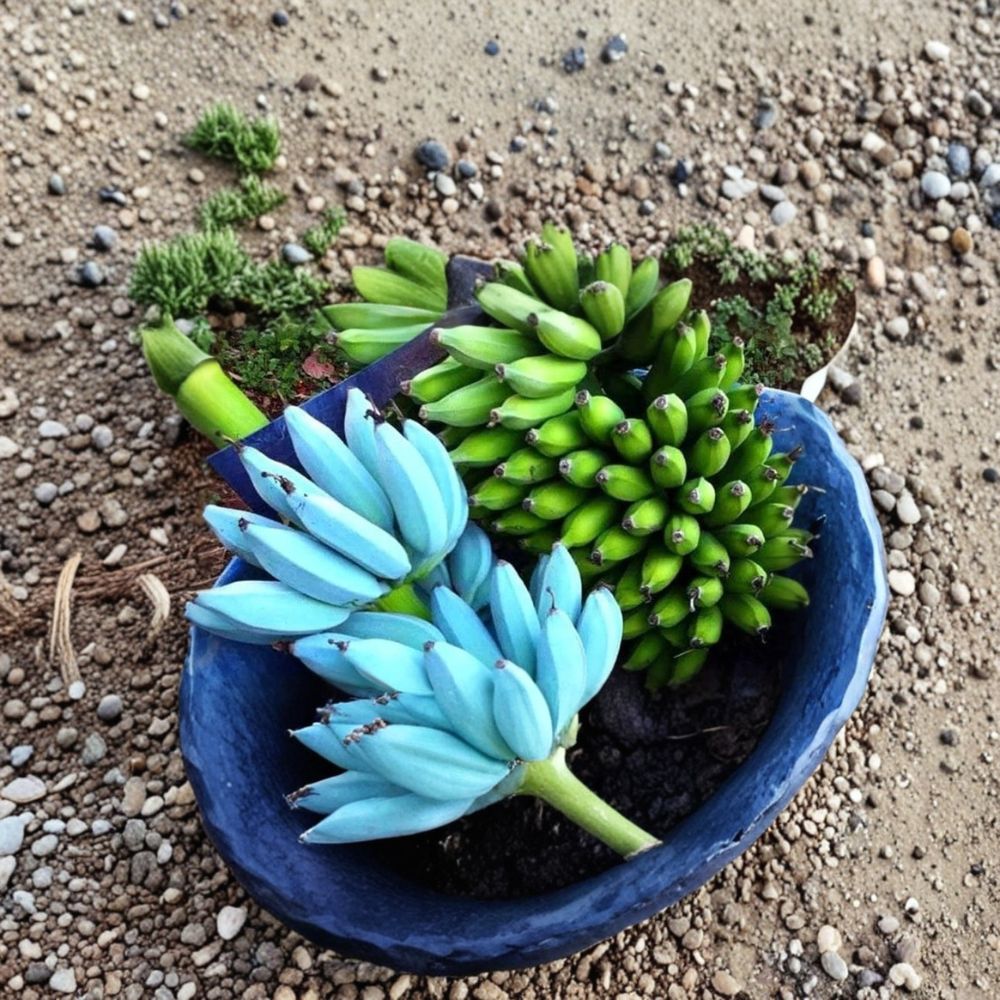 Ice Cream Banana Tree (Blue Java) – Musa Live Starter Plant | Well Rooted | Shipped in Nursery Pot | Tropical Fruit Plant | Easy to Grow