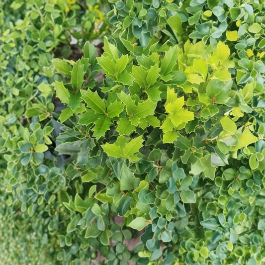 Oak Leaf Holly – Ilex ‘Conaf’ Live Starter Plant | 1 Plant | Oak Leaf™ Holly | Red Holly Series | Evergreen Landscape Shrub | Ships Without Pot | Zones 6–9
