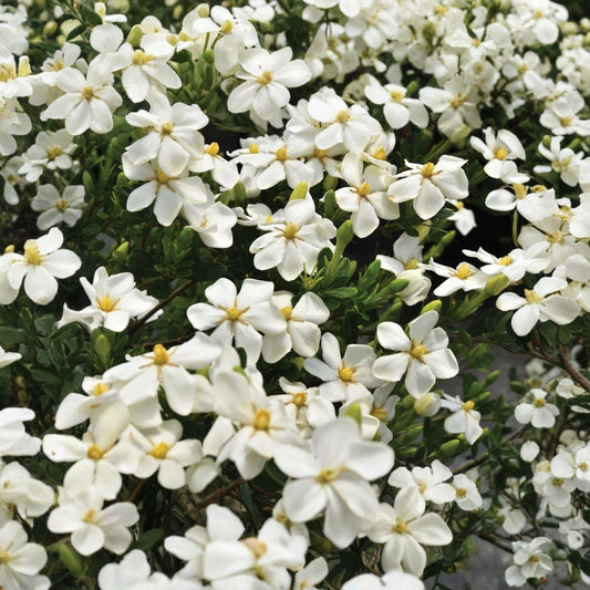 Snow Girl Gardenia Live Plant – Gardenia jasminoides | Fragrant White Flowering Gardenia | Rooted Starter Plant in Pot | Evergreen Shrub | Patio & Garden Plant