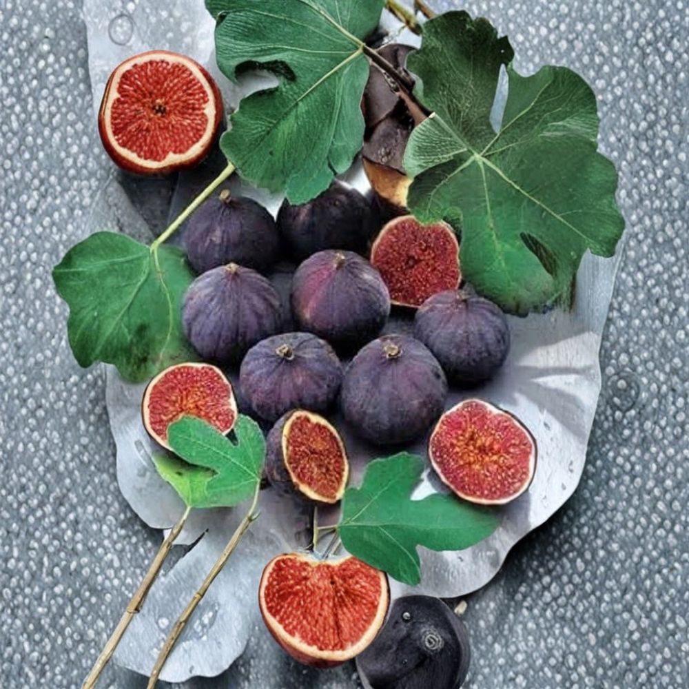 Olympian Fig Tree – Ficus carica Live Plant | 1 Quart Grow Bag | Sweet Purple Fig Tree | Cold Hardy Fruit Tree | Patio & Backyard Friendly