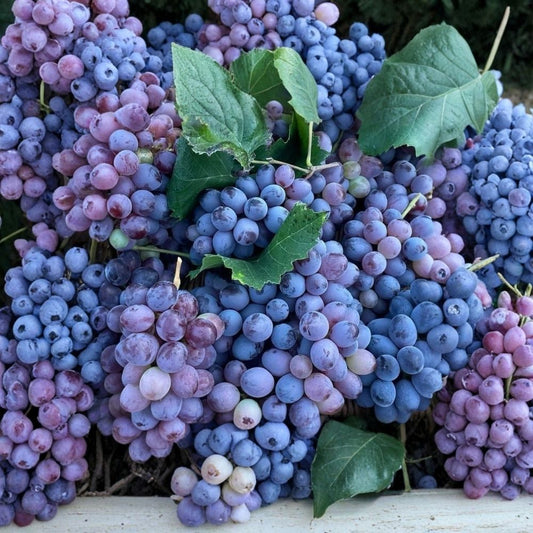 Kyoho Grape Starter Plant | 6 Inch Live Seedling | Sweet Purple Grape Vine | Fruit Bearing Plant | Garden & Backyard Grape Plant