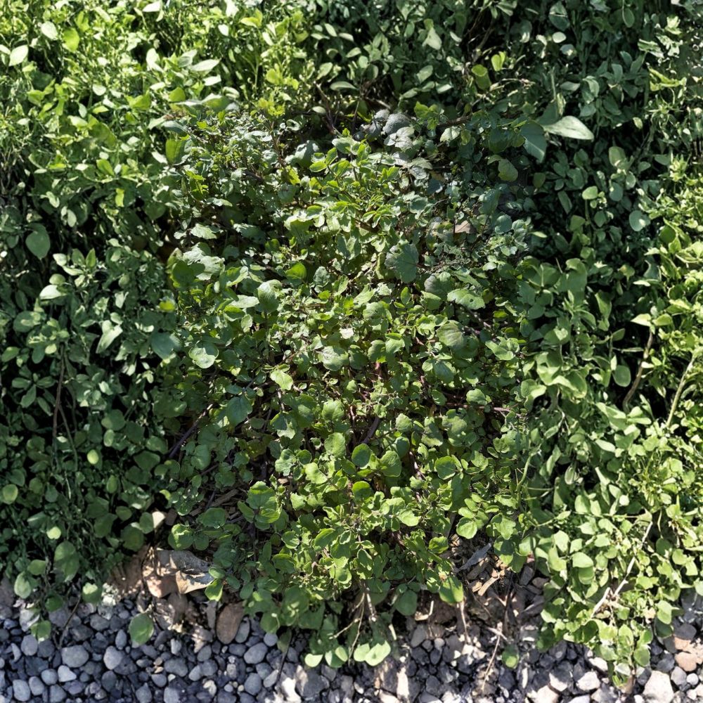 Watercress – Nasturtium officinale Live Potted Plant | Small Starter Herb | Edible Aquatic Perennial | Nutrient-Rich Greens | Easy to Grow