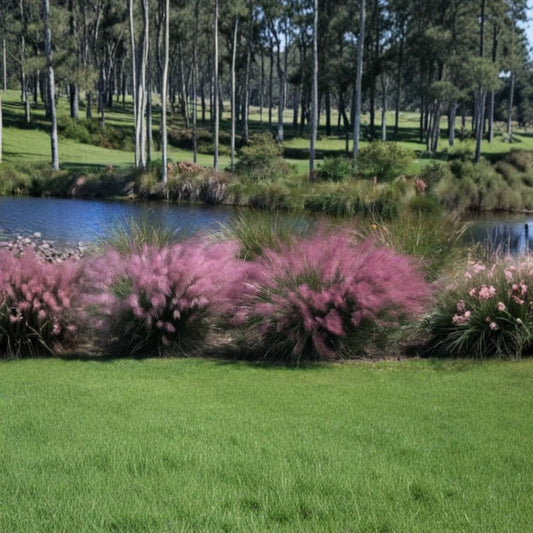Pink Muhly Grass – Muhlenbergia capillaris Live Plant | 5–8 Inches Tall | Well Rooted Starter | Ships Without Pot | Ornamental Grass