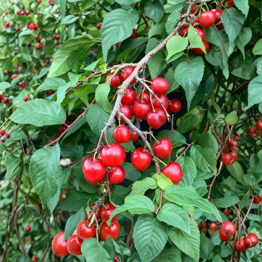 Red Bush Cherry – Prunus Hybrid Live Rooted Starter Plant | 1 Plant | Hardy Tart Cherry Shrub | Edible Landscape Fruit Bush