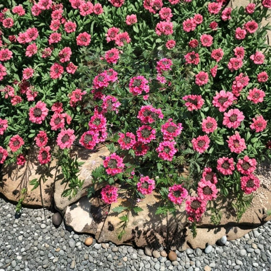 2 St. Paul Pink Verbena Live Plants – 4–6 Inch Starters | Pink Flowering Perennial | Spreading Groundcover | Pollinator Garden Plant | No Pot