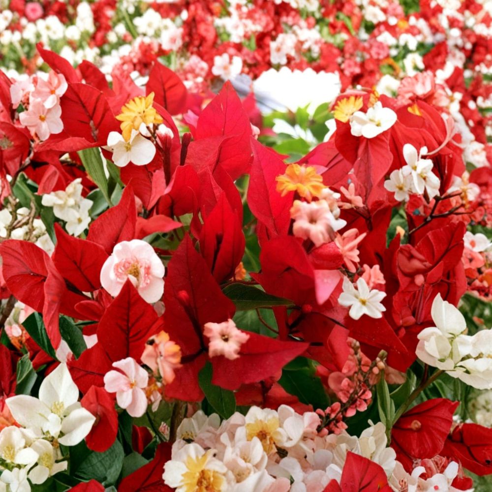 Ruby Bougainvillea – Live Starter Plant | Well Rooted in 3 Inch Nursery Pot | Tropical Flowering Vine | Ships in Pot | Easy to Grow