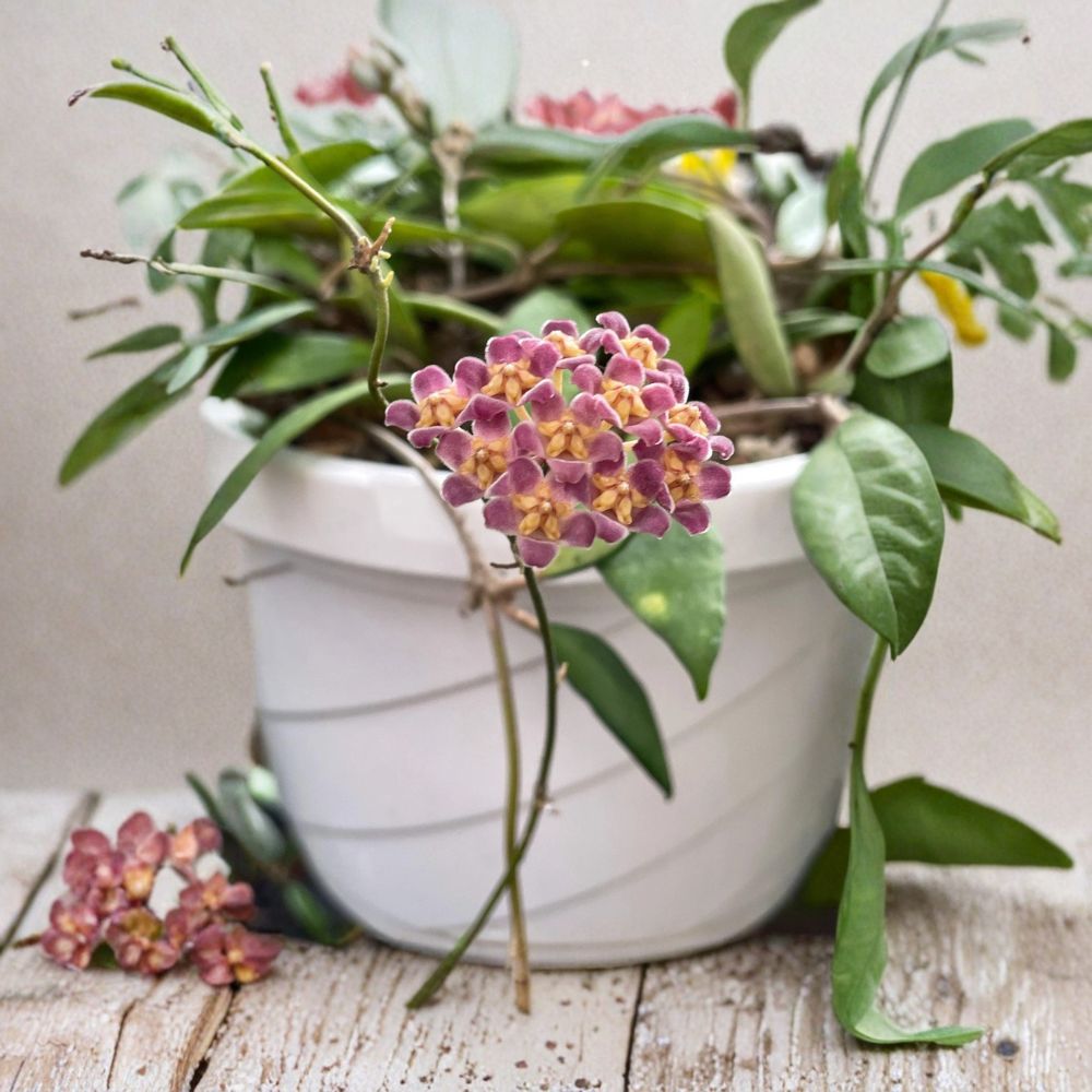 Hoya davidcummingii Live Plant | Rooted in 3.5 Inch Pot | Fragrant Blooming Hoya | Multiple Nodes | Rare Tropical Houseplant