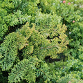 Chamaecyparis obtusa ‘Golden Pillar’ Live Hinoki Cypress | Golden Evergreen Shrub | Compact Slow Growing Conifer | #1 Container Grown