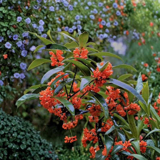 Red Flowering Tea Olive – Osmanthus fragrans aurantiacus ‘Beni Kin Mokusei’ Live Plant | Fragrant Orange-Red Flowers | Rare Osmanthus Shrub | 1 Quart Grow Bag