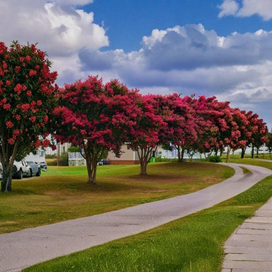 Tonto Crape Myrtle – Fuchsia-Red Live Plant | 1 Quart Grow Bag | Lagerstroemia ‘Tonto’ | Flowering Tree | Heat & Drought Tolerant | Zones 6–9