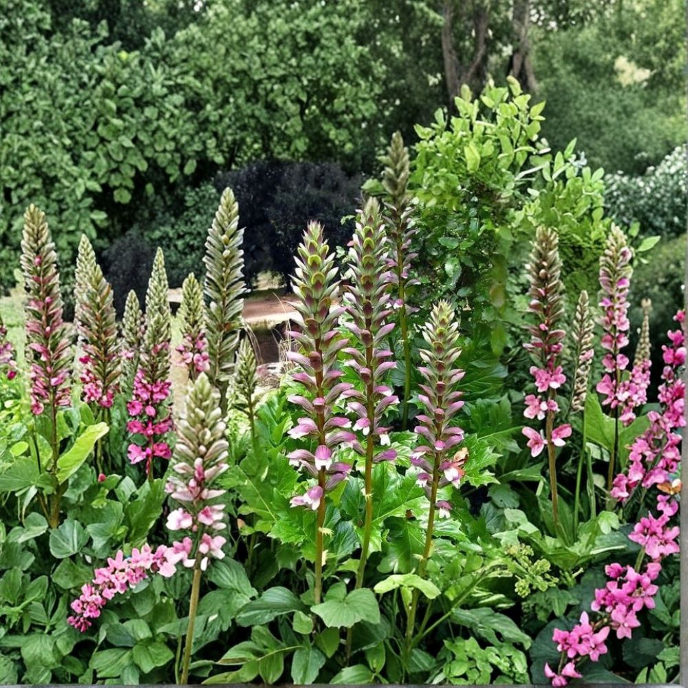 Acanthus mollis Live Plant | Bear's Breeches | Purple & White Flowering Perennial | Rooted Starter | Shade Garden Plant