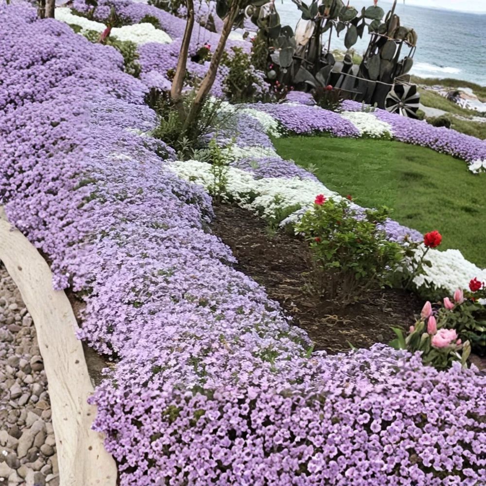 Creeping Phlox Live Plants – 6 Bare Root Perennials | Deer Resistant Ground Cover | Lavender Blooms | Hardy & Easy to Grow