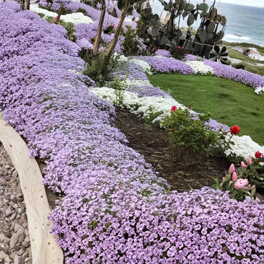 Creeping Phlox Live Plants – 6 Bare Root Perennials | Deer Resistant Ground Cover | Lavender Blooms | Hardy & Easy to Grow
