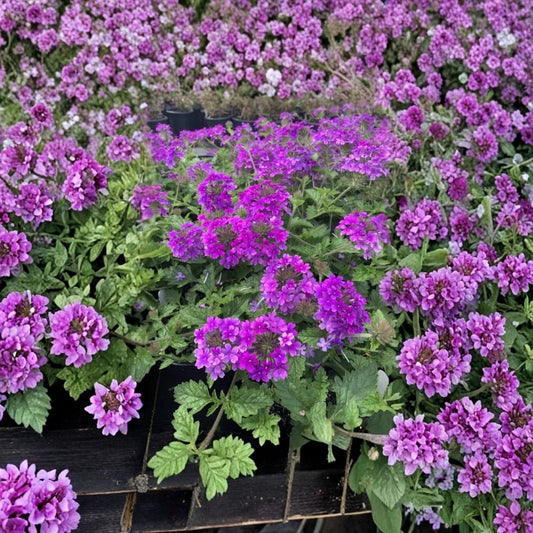 Verbena Purple Live Plant – 4 Inch Potted Flowering Seedling | 1 Plant per Pot | Butterfly & Pollinator Friendly | Patio & Garden Plant | Easy to Grow