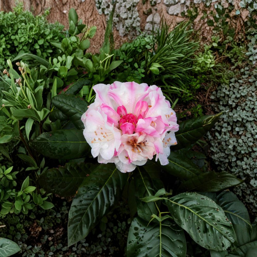 Kodiak Rhododendron – Live Evergreen Shrub | One Gallon Container Plant | Hardy to 0°F | Pink to White Blooming Rhododendron | Compact Landscape Plant