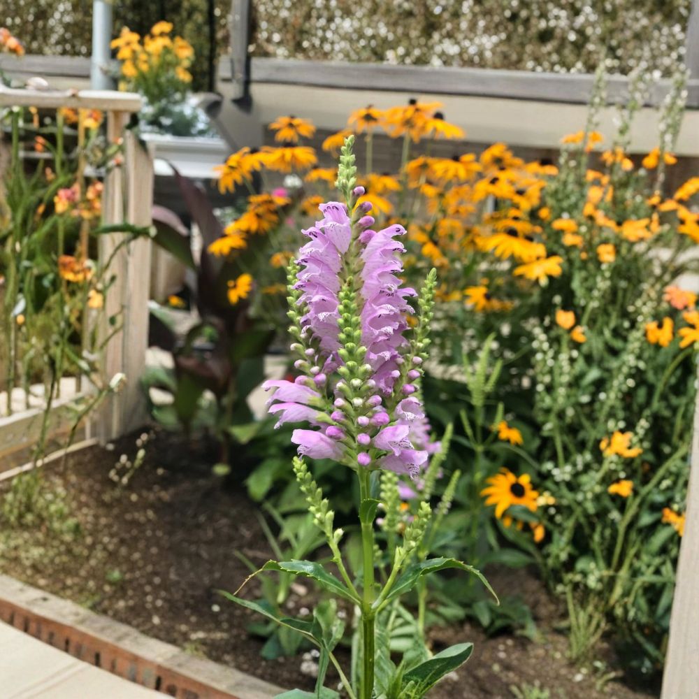 Obedient Plant – Physostegia virginiana Live Bare Root Plants | 20 Organically Grown Perennials | Lavender Flowering Garden Plants | Pollinator Friendly