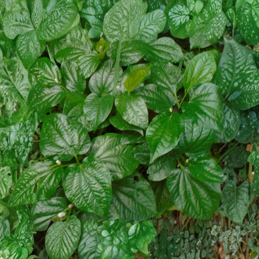 5 Rooted Wild Betel Plants – Piper sarmentosum Live Bare Root | Lolot Leaves | Texas Grown | Culinary Herb | Easy to Grow