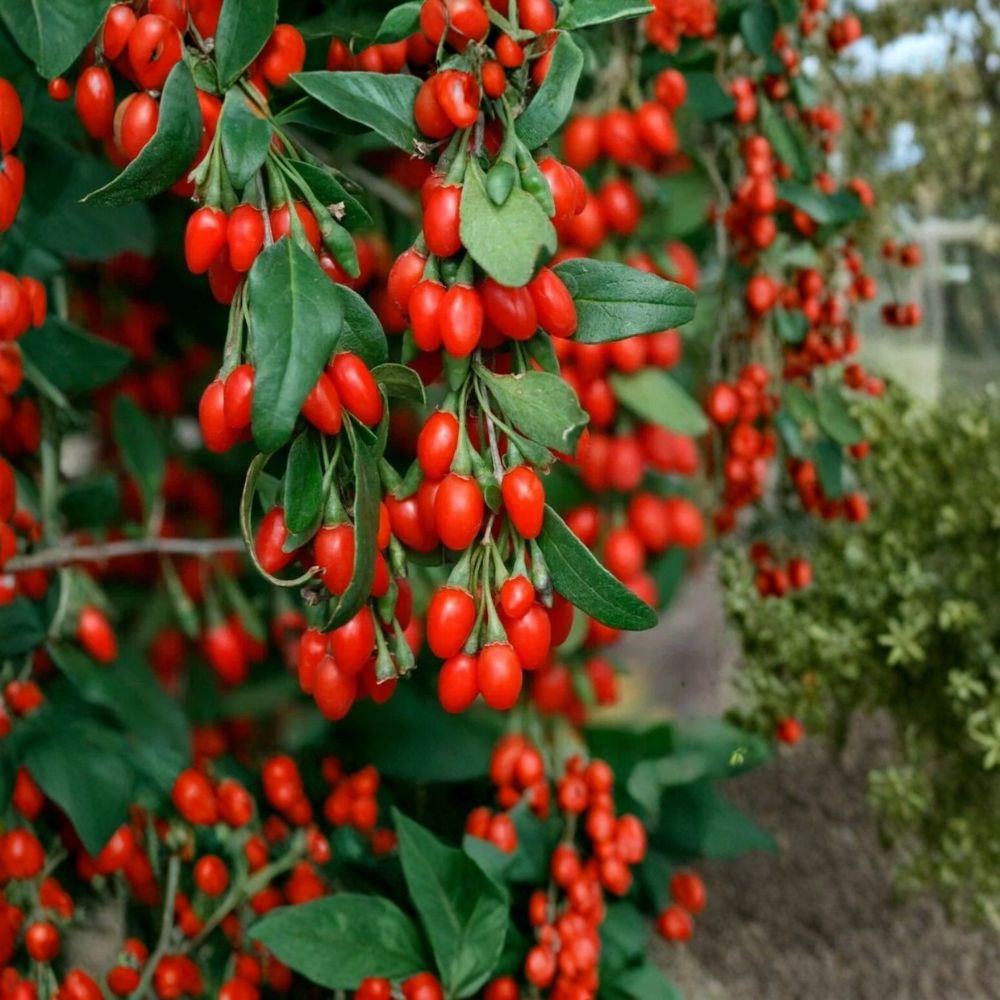 Goji Berry Plant – Lycium barbarum Live Mature Plant | 3+ Years Old | 15+ Inches Tall | Well Rooted Wolfberry | Semi Bare Root