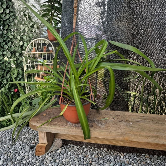 Shamrock Spider Plant Live Hanging Basket | Chlorophytum comosum | 6 Inch Basket | Solid Green Houseplant | Easy Care Indoor Plant
