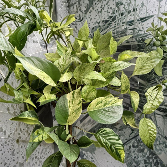 Marble Queen Pothos – Epipremnum aureum Live Cuttings | 3 Unrooted Cuttings | Highly Variegated Trailing Houseplant | Easy to Propagate