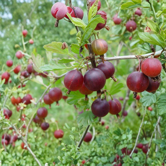 Pixwell Gooseberry – Live Rooted Plant | Self-Pollinating Edible Berry Shrub | Cold Hardy Gooseberry | Zones 3–8