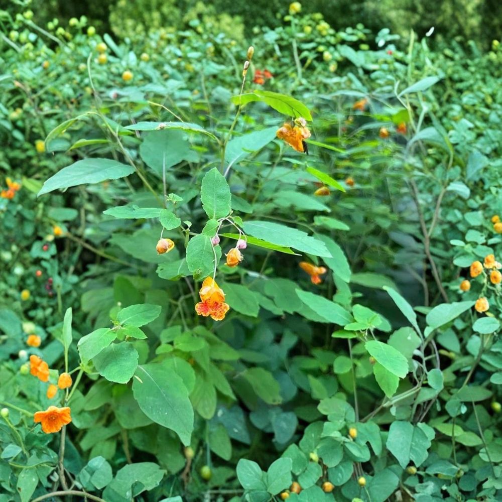 Jewelweed – Impatiens capensis 15 Bare Live Roots | Native Wildflower | Shade Loving Medicinal Plant | Easy to Grow