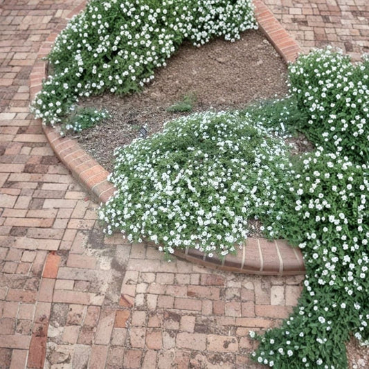 White Trailing Lantana Live Plant | 1 Gallon Fully Rooted | White Flowering Ground Cover | Spreading Heat & Drought Tolerant Plant