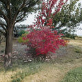 Acer palmatum ‘Wakehurst Pink’ – Rare Japanese Maple Live Tree | 25–35 Inches Tall | Bright Pink Spring Foliage | Upright Collector Maple