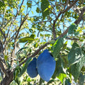 Long John European Plum Tree – Prunus domestica Live Fruit Tree | Includes Nursery Pot Sweet Freestone Prune Plum | Unique Elongated Purple Fruit | Backyard Orchard Favorite